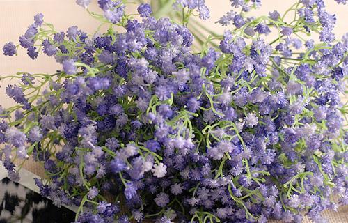 绽放如星 满天星的含义与象征意义