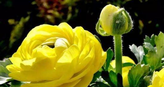 生命之花（以花为代表）