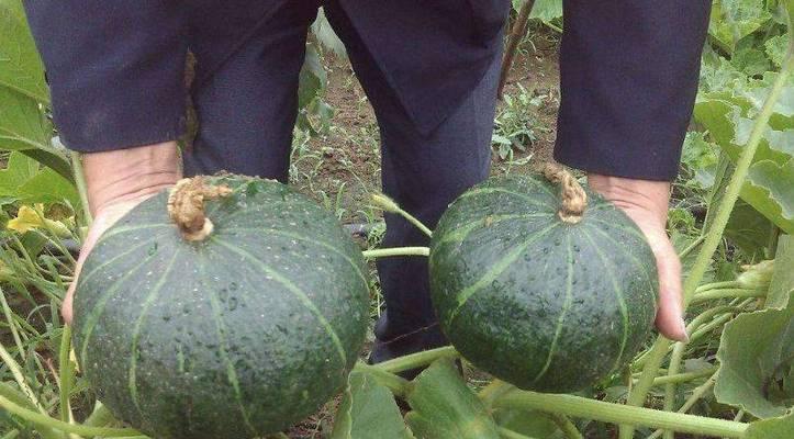 南瓜贝贝籽能吃吗?怎么吃才能发挥其作用? 南瓜贝贝籽能吃吗?怎么吃才能发挥其作用?