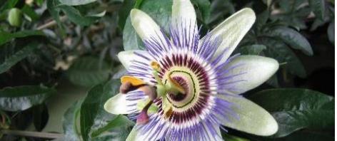 生命之花（以花为代表）