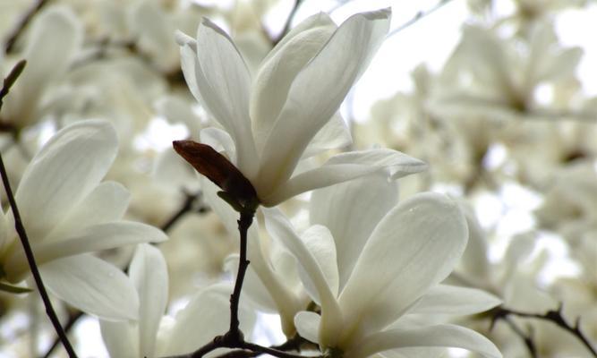 白兰花的寓意和花语（揭示白兰花的神秘符号和象征意义）