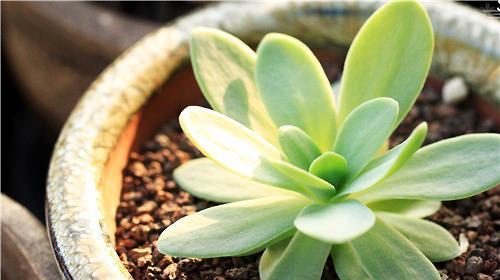 营养繁殖的植物有哪些？如何进行营养繁殖？