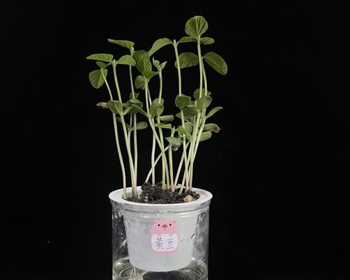 营养繁殖的植物有哪些？如何进行营养繁殖？