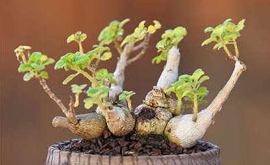 营养繁殖的植物有哪些？如何进行营养繁殖？