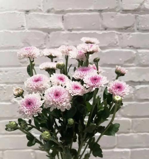 小雏菊的意义和象征（小雏菊的花语及文化含义）