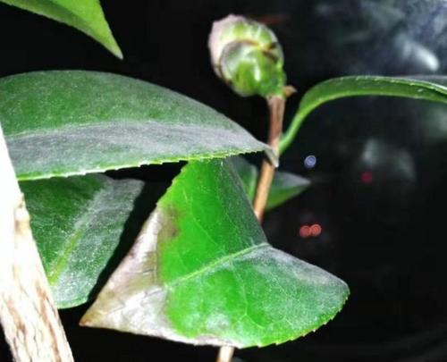 茶花树枯枝了怎么办？如何进行修剪和护理？