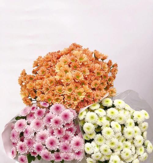 小雏菊的花语及文化含义 小雏菊的意义和象征