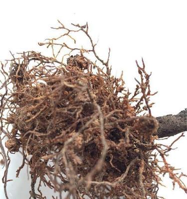 茶花树枯枝了怎么办？如何进行修剪和护理？