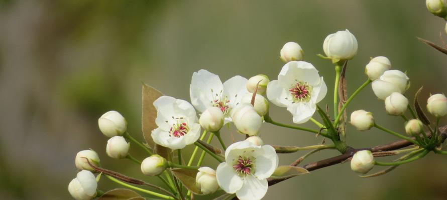 魅力绽放 梨花的花语与象征意义