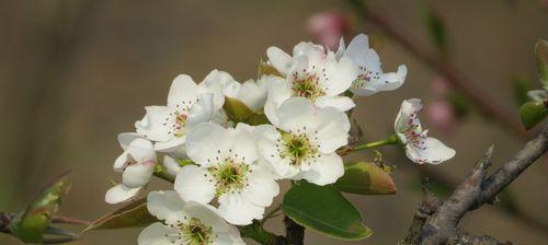 梨花的花语与象征意义(魅力绽放)