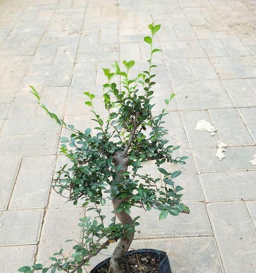 榆树盆景耐寒吗？如何在冬季保持其生长？