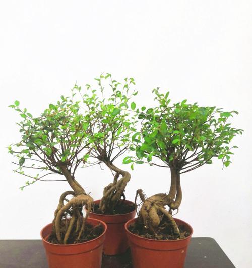 榆树盆景耐寒吗？如何在冬季保持其生长？