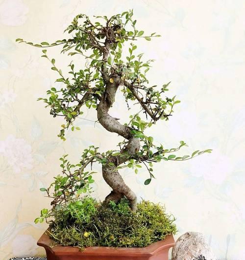 榆树盆景耐寒吗？如何在冬季保持其生长？