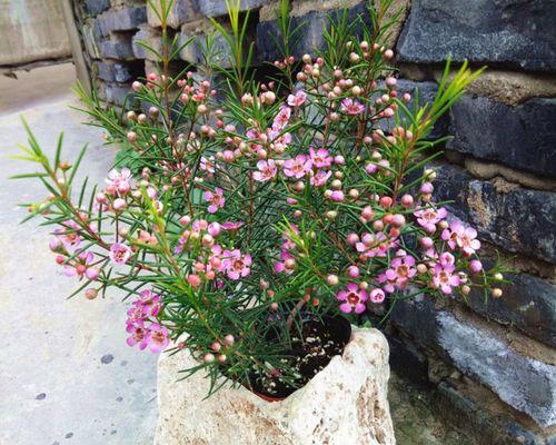 腊梅象征生肖的秘密(揭开腊梅背后隐藏的十二生肖之谜)