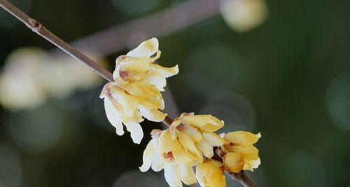腊梅象征生肖的秘密（揭开腊梅背后隐藏的十二生肖之谜）