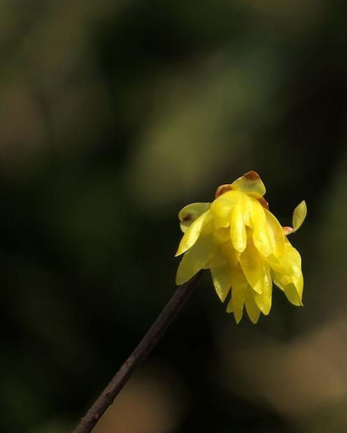 腊梅象征生肖的秘密（揭开腊梅背后隐藏的十二生肖之谜）