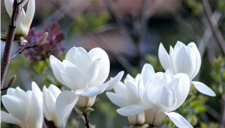 玉兰属于什么植物类?玉兰的分类和特点是什么? 玉兰属于什么植物类?玉兰的分类和特点是什么?