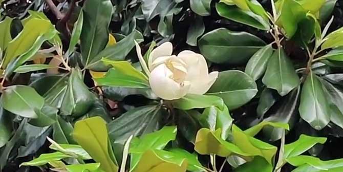 玉兰属于什么植物类?玉兰的分类和特点是什么? 玉兰属于什么植物类?玉兰的分类和特点是什么?