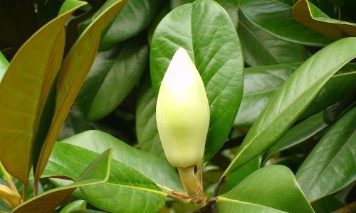 玉兰属于什么植物类?玉兰的分类和特点是什么? 玉兰属于什么植物类?玉兰的分类和特点是什么?