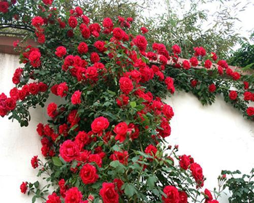 蔷薇的寓意是什么（揭示蔷薇花的象征意义）