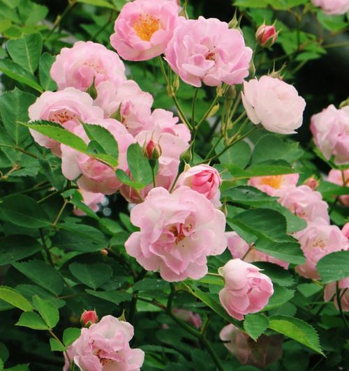 蔷薇的寓意是什么（揭示蔷薇花的象征意义）