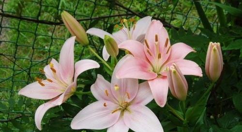 百合花一年开几次花？最佳开花时间是什么时候？