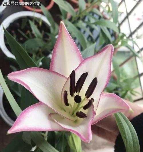 百合花一年开几次花？最佳开花时间是什么时候？