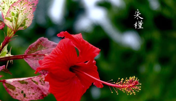 发现微小的美丽 扶桑花叶子小的意义