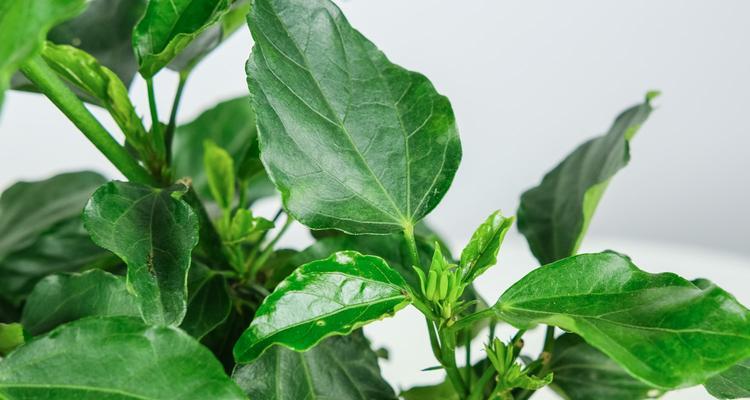 扶桑花叶子小的意义（发现微小的美丽）