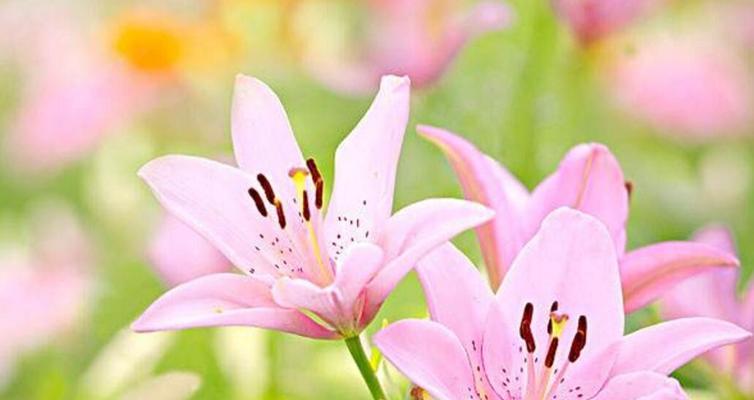 百合花的传说和花语（探寻百合花的神秘力量与美丽寓意）