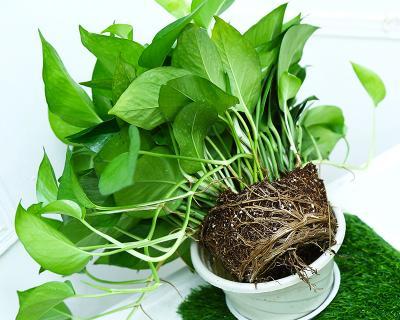 盆栽水培好还是土培好？如何选择适合自己的种植方式？