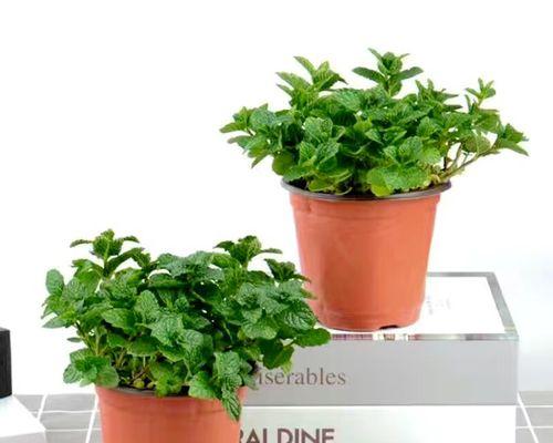 盆栽水培好还是土培好？如何选择适合自己的种植方式？