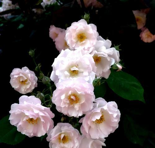 黑蔷薇传递的神秘和希望 黑蔷薇的花语与象征意义