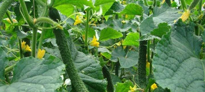 如何挑选好吃的黄瓜？挑选黄瓜的技巧有哪些？
