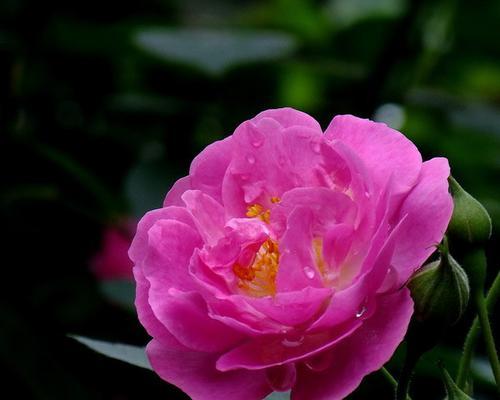 黑蔷薇的花语与象征意义（黑蔷薇传递的神秘和希望）