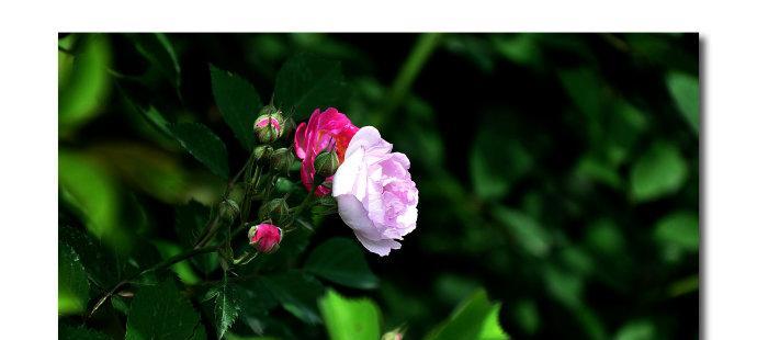 黑蔷薇的花语与象征意义（黑蔷薇传递的神秘和希望）