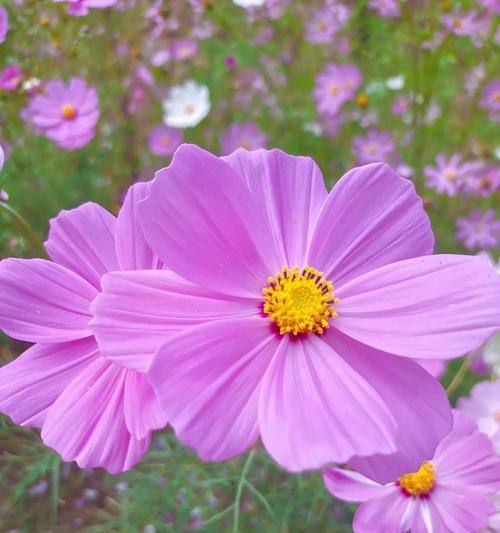 格桑花的爱情花语（格桑花）
