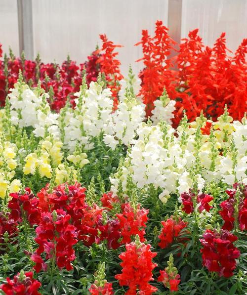 金鱼草养殖方法是什么？养殖过程中应注意哪些问题？