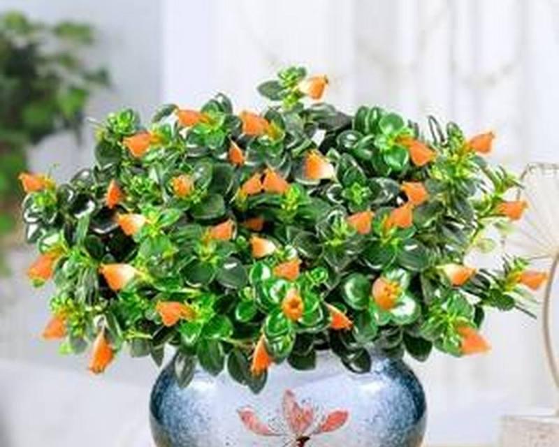 金鱼草养殖方法是什么？养殖过程中应注意哪些问题？