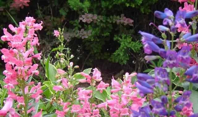 金鱼草养殖方法是什么？养殖过程中应注意哪些问题？