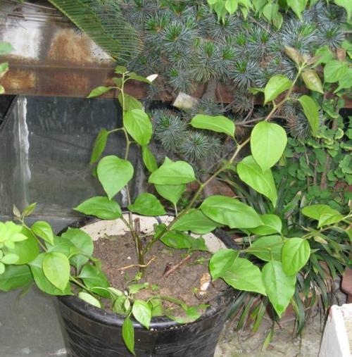 三角梅换盆的最佳时间是什么时候？具体步骤有哪些？