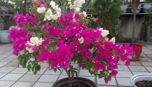 三角梅换盆的最佳时间是什么时候？具体步骤有哪些？