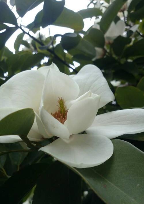 笑迎芳菲（探秘含笑花）