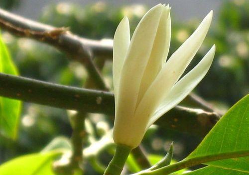 笑迎芳菲（探秘含笑花）