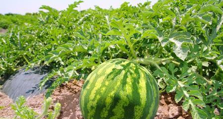 西瓜果期持续多久？如何进行有效养护与管理？