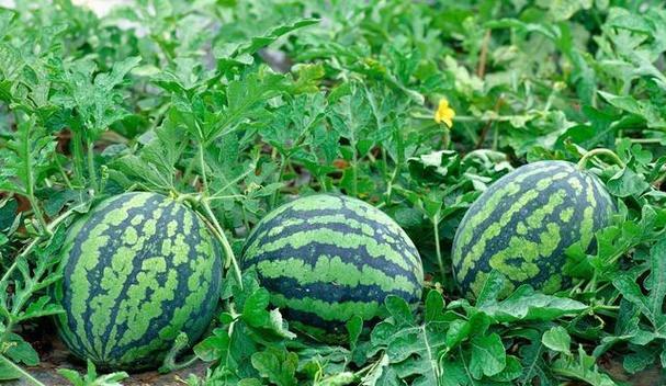 西瓜果期持续多久？如何进行有效养护与管理？
