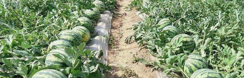 西瓜果期持续多久？如何进行有效养护与管理？