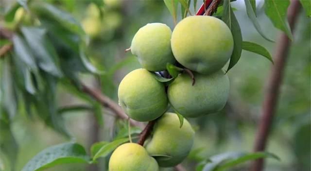 李子什么时候成熟?采摘上市时间表是怎样的? 李子什么时候成熟?采摘上市时间表是怎样的?