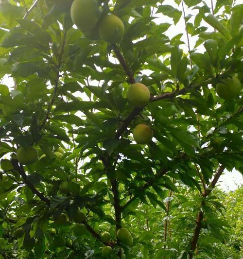 李子什么时候成熟?采摘上市时间表是怎样的? 李子什么时候成熟?采摘上市时间表是怎样的?