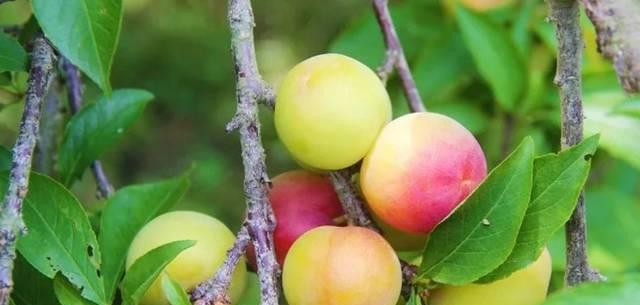 李子什么时候成熟?采摘上市时间表是怎样的? 李子什么时候成熟?采摘上市时间表是怎样的?